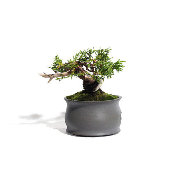 真柏 -Japanese Juniper- (推定樹齢20年)-M0016- 詳細画像